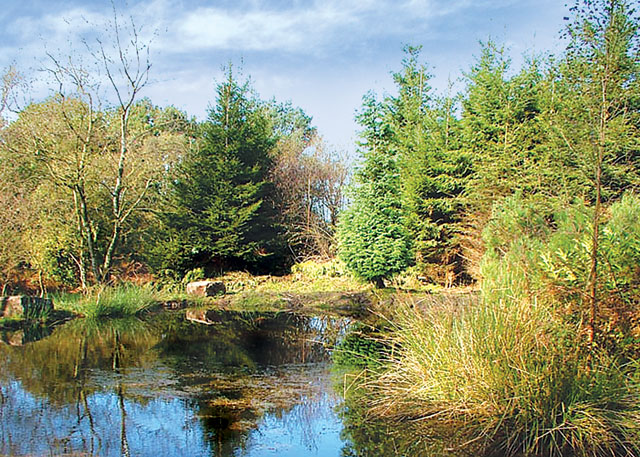 Ramshorn Woodland Lodges - Holiday Parks, Caravan Holidays in Staffordshire