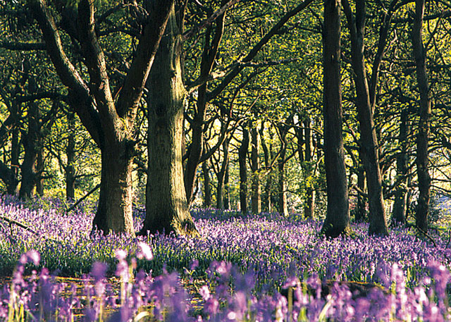 Spring Wood Lodges - Holiday Parks, Caravan Holidays in Yorkshire