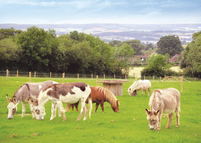 Webbers Country Park - Holiday Parks, Caravan Holidays in Devon