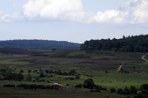 Local image of Dorset