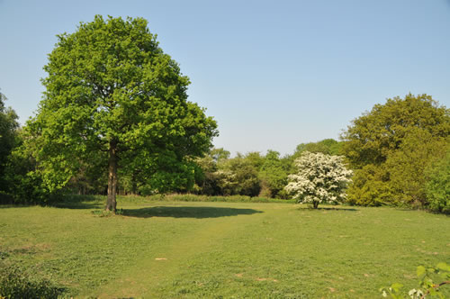 Local image of Surrey